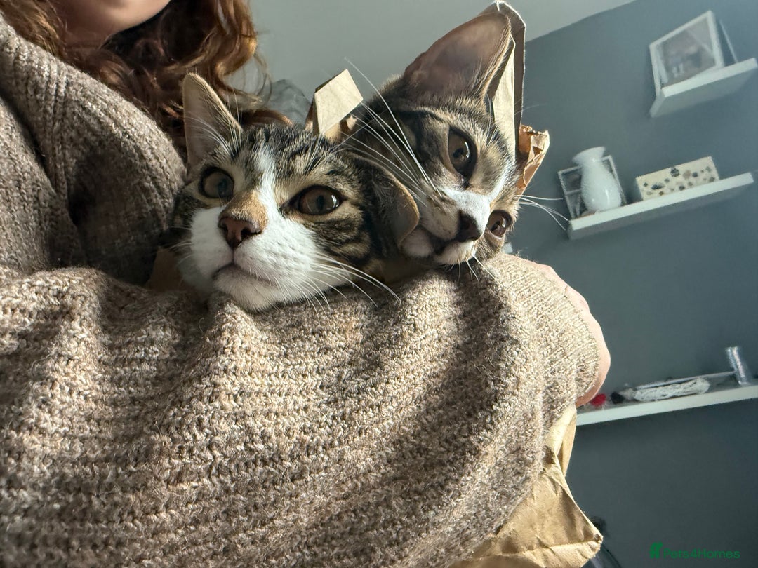 Bengal cats for sale: Brother and sister 7 months old very tiny still - Image 2
