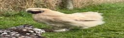 Chickens poultry for sale: CHICKENS FOR SALE – POINT OF LAY HENS & ROOSTERS in Ilfracombe - Advert 21