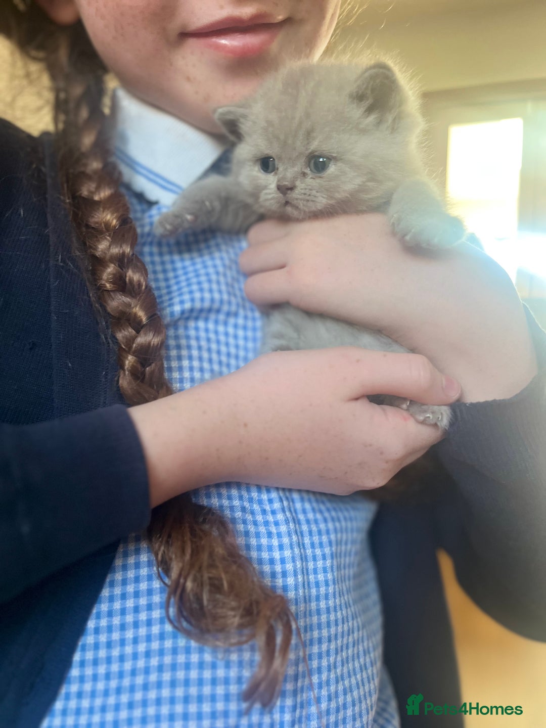 British Shorthair cats for sale: British Short Hair kittens x2 boys left  - Image 5