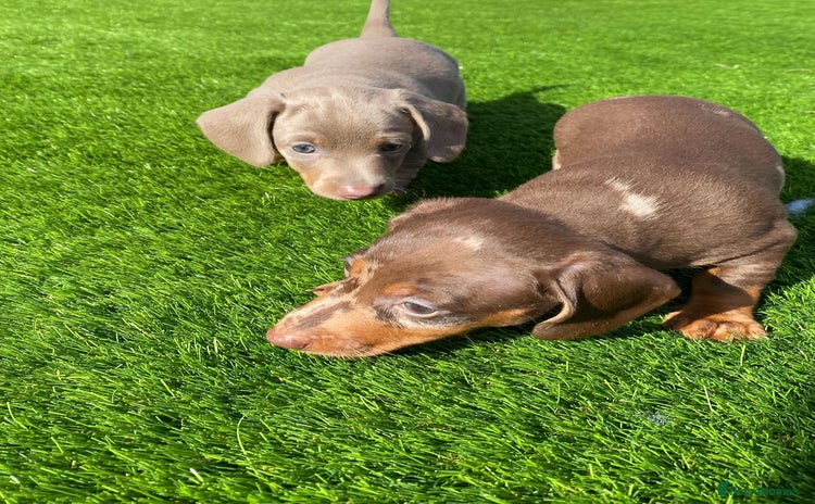 Miniature Dachshund dogs - Advert 7
