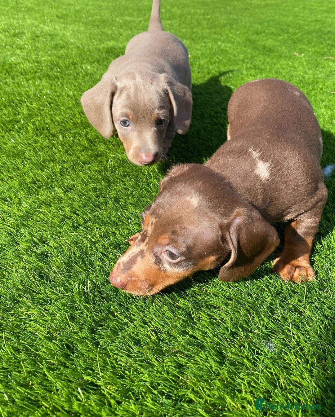 Miniature Dachshund dogs for sale: Miniature Dachshund puppies  - Image 1