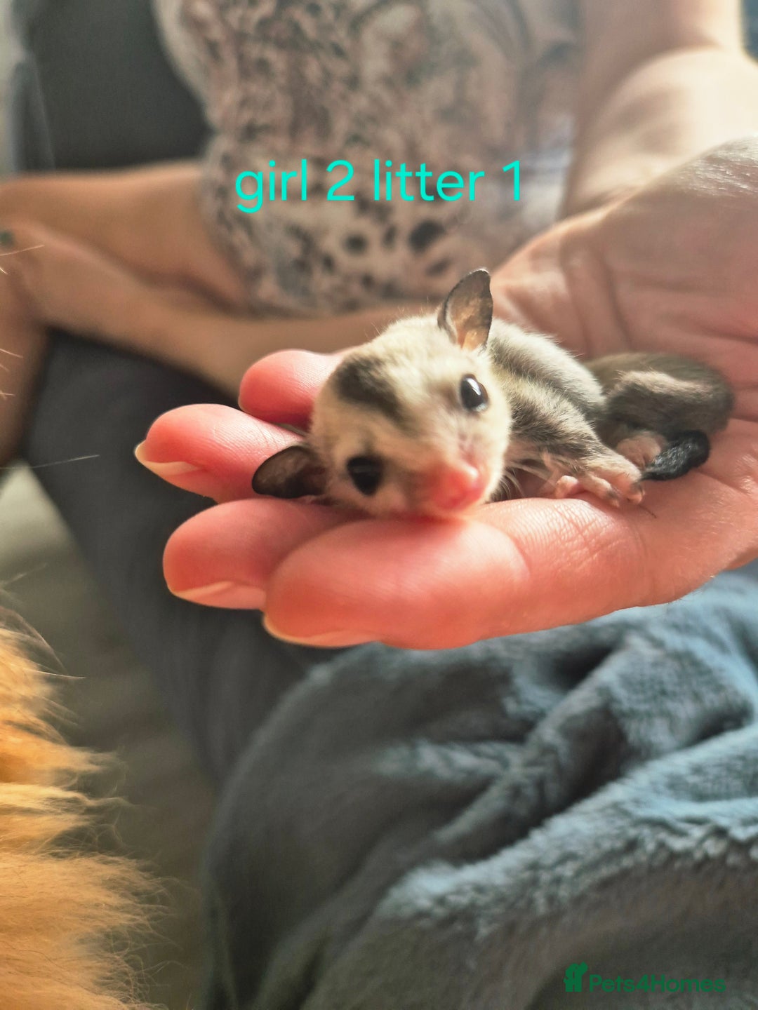 Sugar Glider rodents for sale: 4 baby sugar gliders ready 13th sept price each  - Image 36