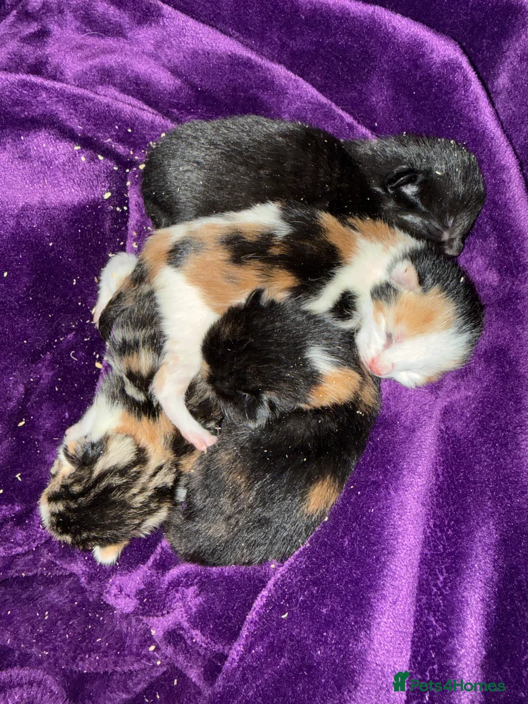 Mixed Breed cats for sale: Tortishell /cailco kittens  - Advert 2