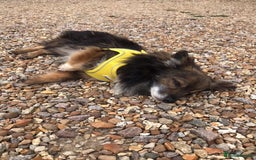 Mixed Breed dogs for adoption: Perfect Companion - Image 2