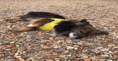 Mixed Breed dogs - Advert 2