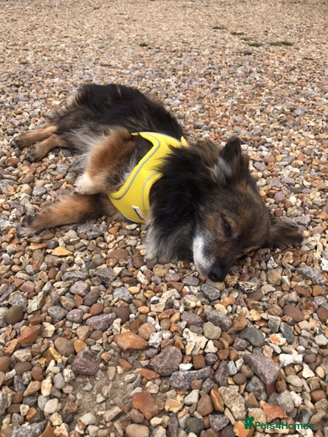 Mixed Breed dogs for adoption: Perfect Companion - Image 2