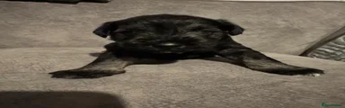 Miniature Schnauzer 5