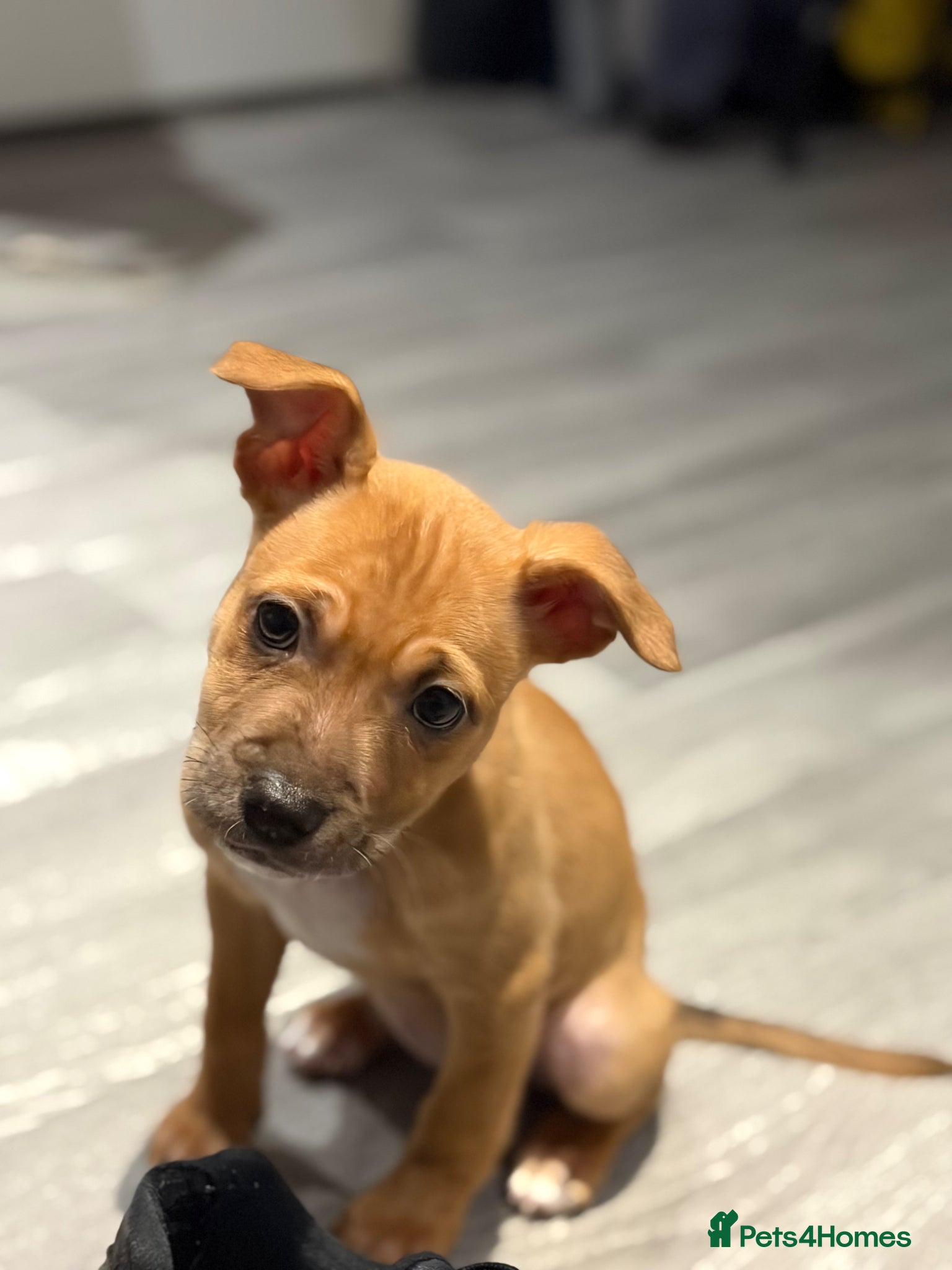 Mixed Breed dogs Border collie x staffy girl left! - Advert 17