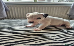 American Bulldog dogs for sale: American Bulldog Puppies  - Image 8