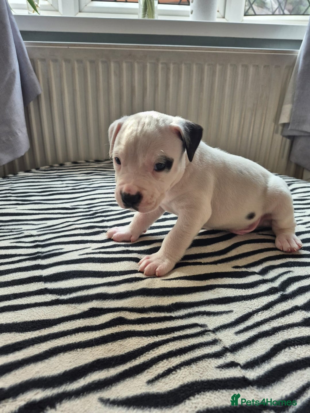 American Bulldog dogs for sale: American Bulldog Puppies  - Image 8