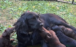 Cocker Spaniel dogs for sale: Working Cocker Spaniel Pups - Image 4