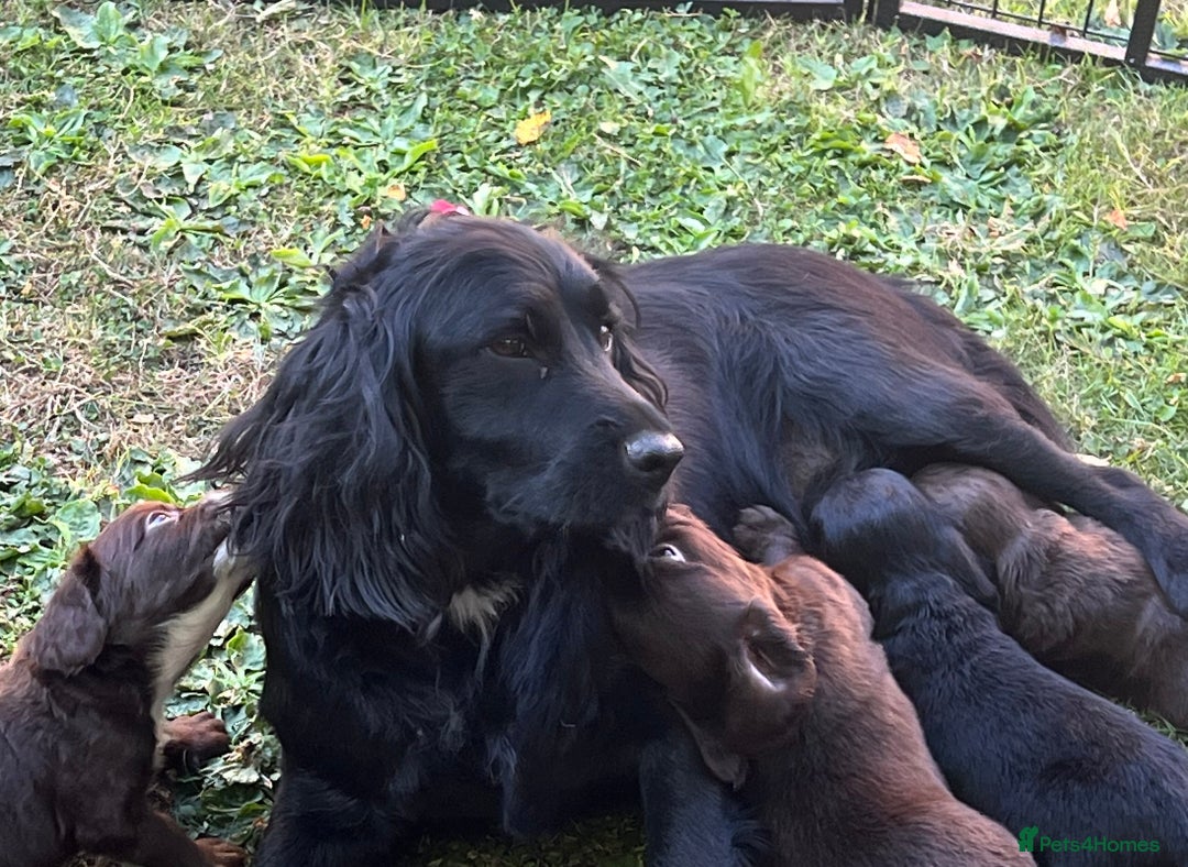 Cocker Spaniel dogs for sale: Working Cocker Spaniel Pups - Image 4