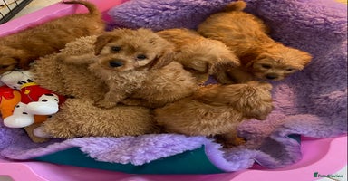 Cavapoo dogs - Advert 4
