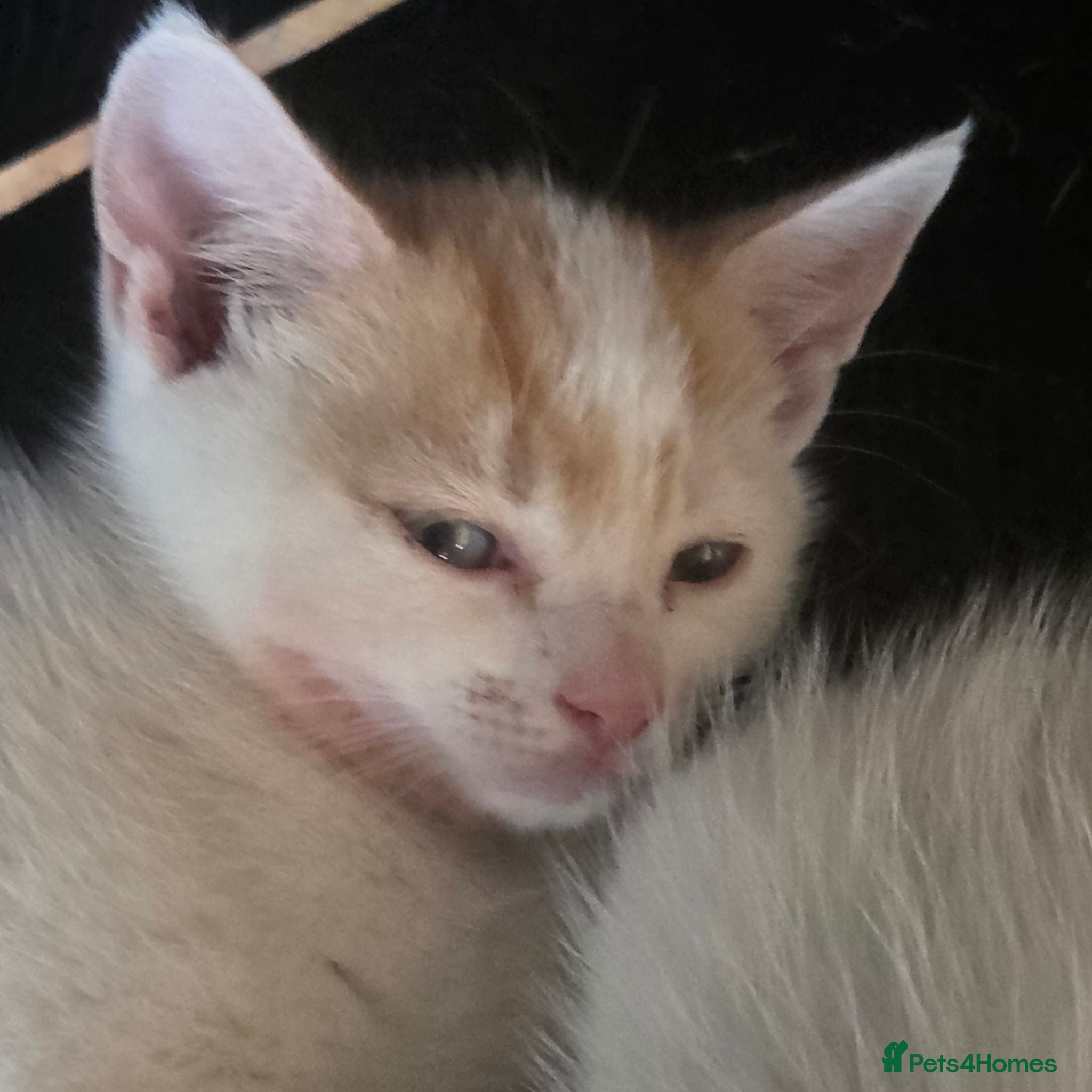 Mixed Breed cats British Shorthair kittens  - Advert 9