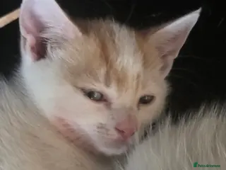 Mixed Breed cats British Shorthair kittens - Advert 9