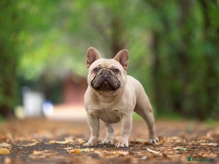 French Bulldog dogs in Burton-on-Trent - Advert 37