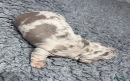 Miniature Dachshund dogs for sale: Miniature Dachshund male puppies  - Image 6