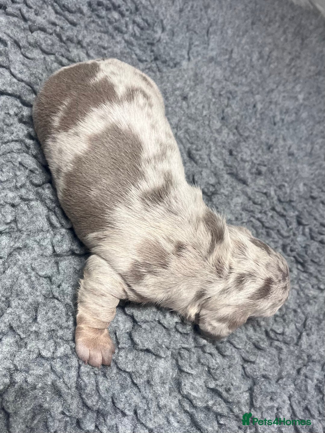 Miniature Dachshund dogs for sale: Miniature Dachshund male puppies  - Image 6