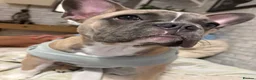 French Bulldog dogs for sale: French bulldog  - Advert 7