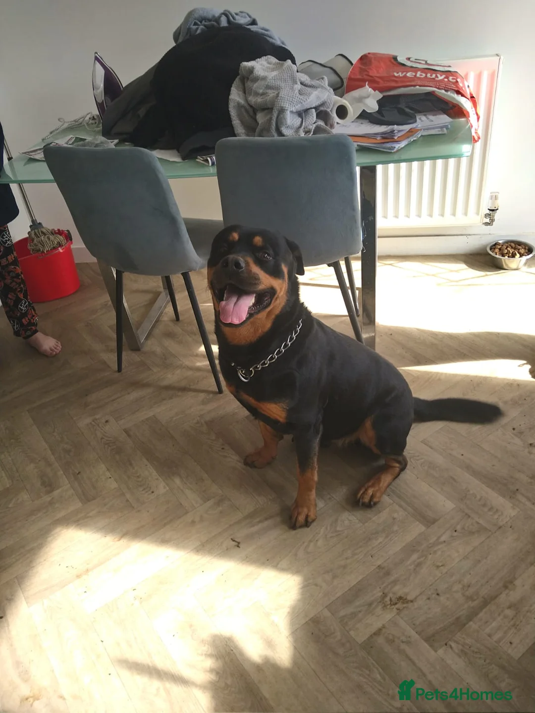 Rottweiler dogs for sale: Rehome - Advert 2