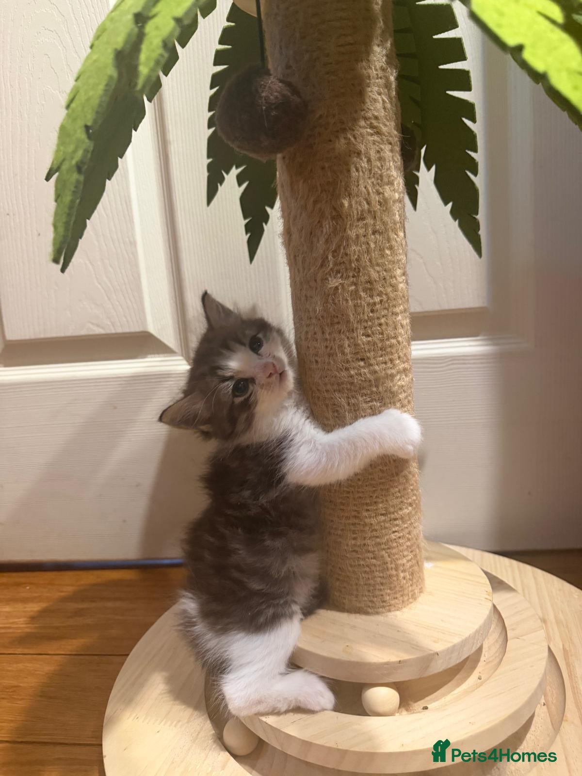 Mixed Breed cats for sale: 4 male kitten for Sales  - Advert 2