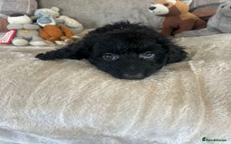 Cockapoo dogs for sale: Gorgeous F1 cockapoo puppies  - Image 25