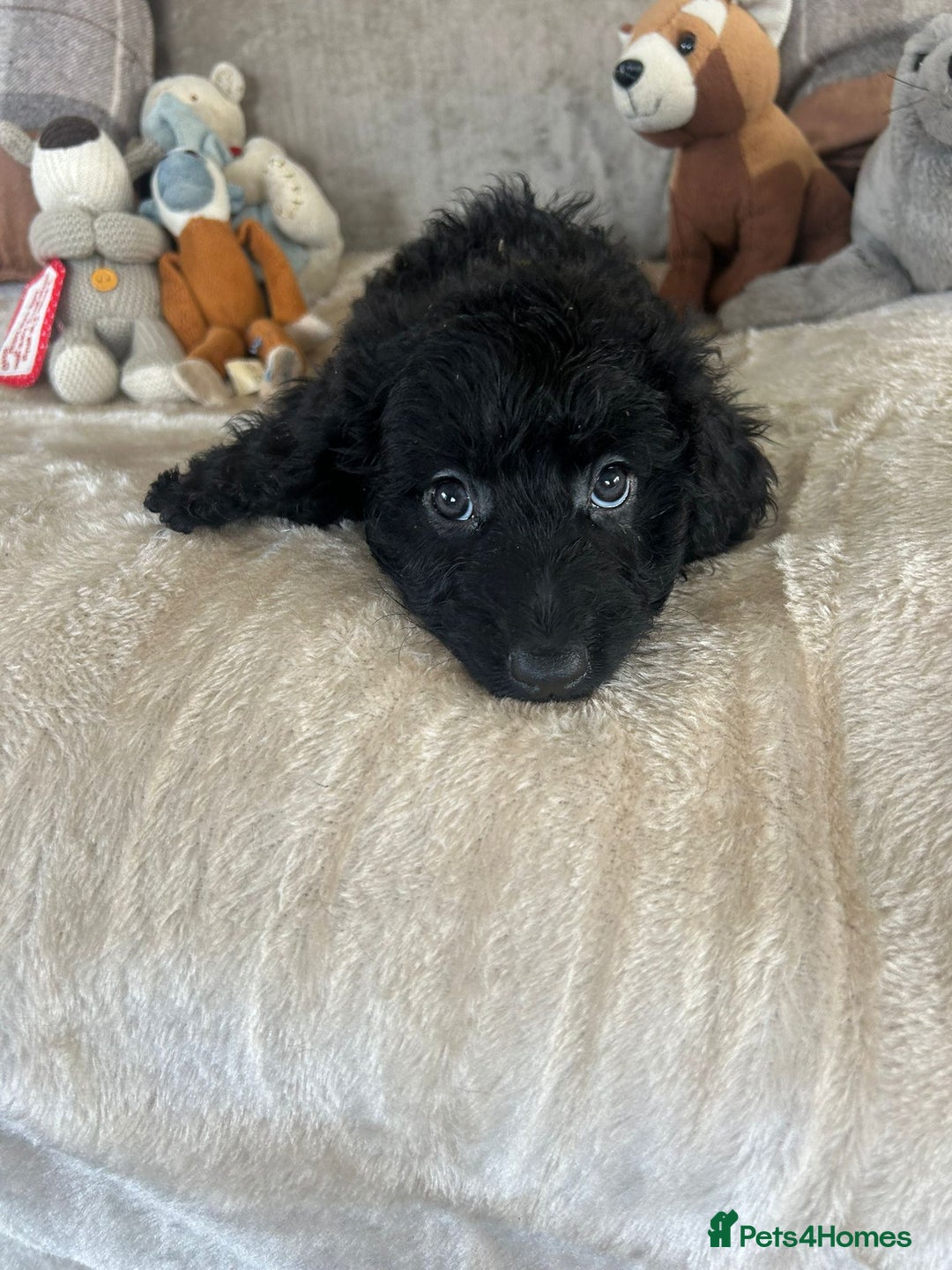Cockapoo dogs for sale: Gorgeous F1 cockapoo puppies  - Image 25