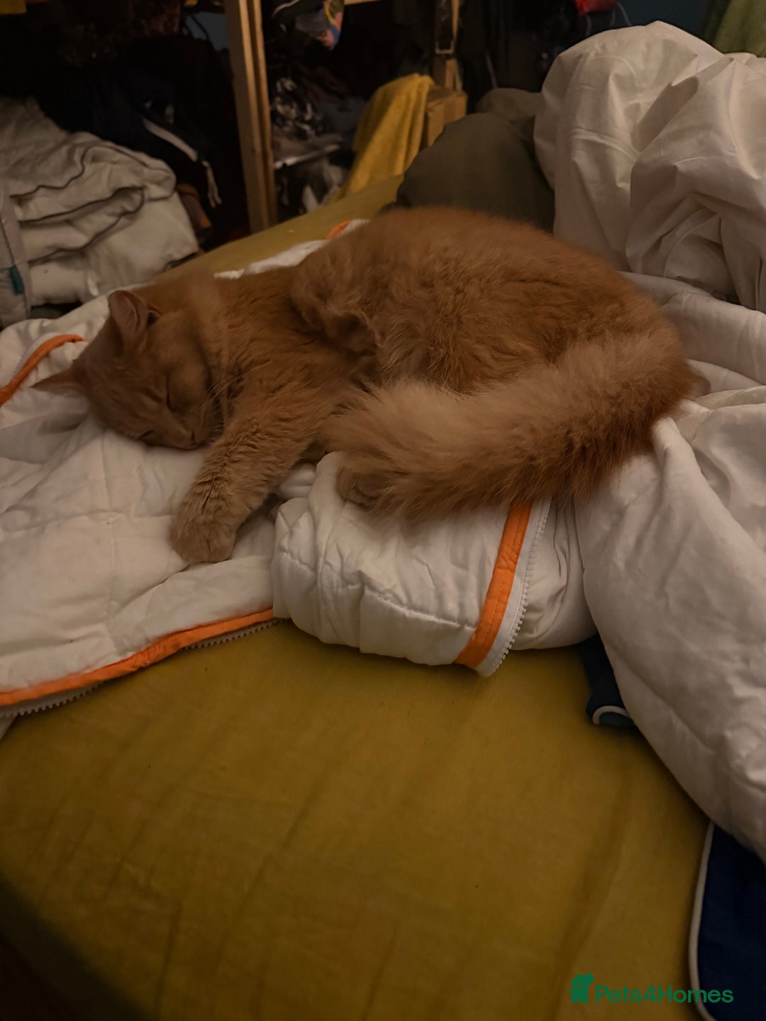 Mixed Breed cats for sale: 2 7 month old kittens - Advert 8