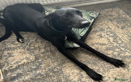 Mixed Breed dogs for sale: Lab x lurcher  - Image 1