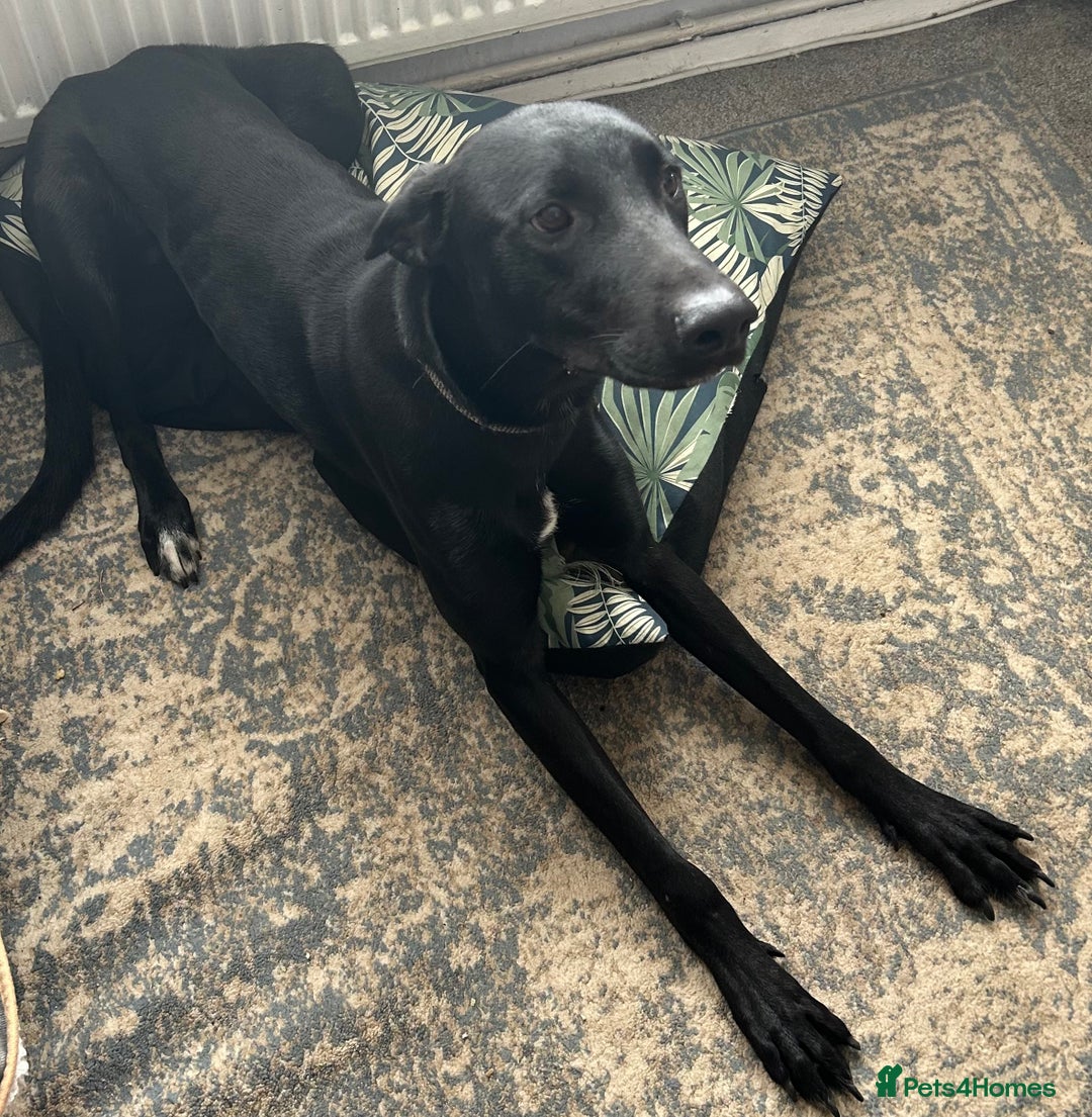 Mixed Breed dogs for sale: Lab x lurcher  - Image 1