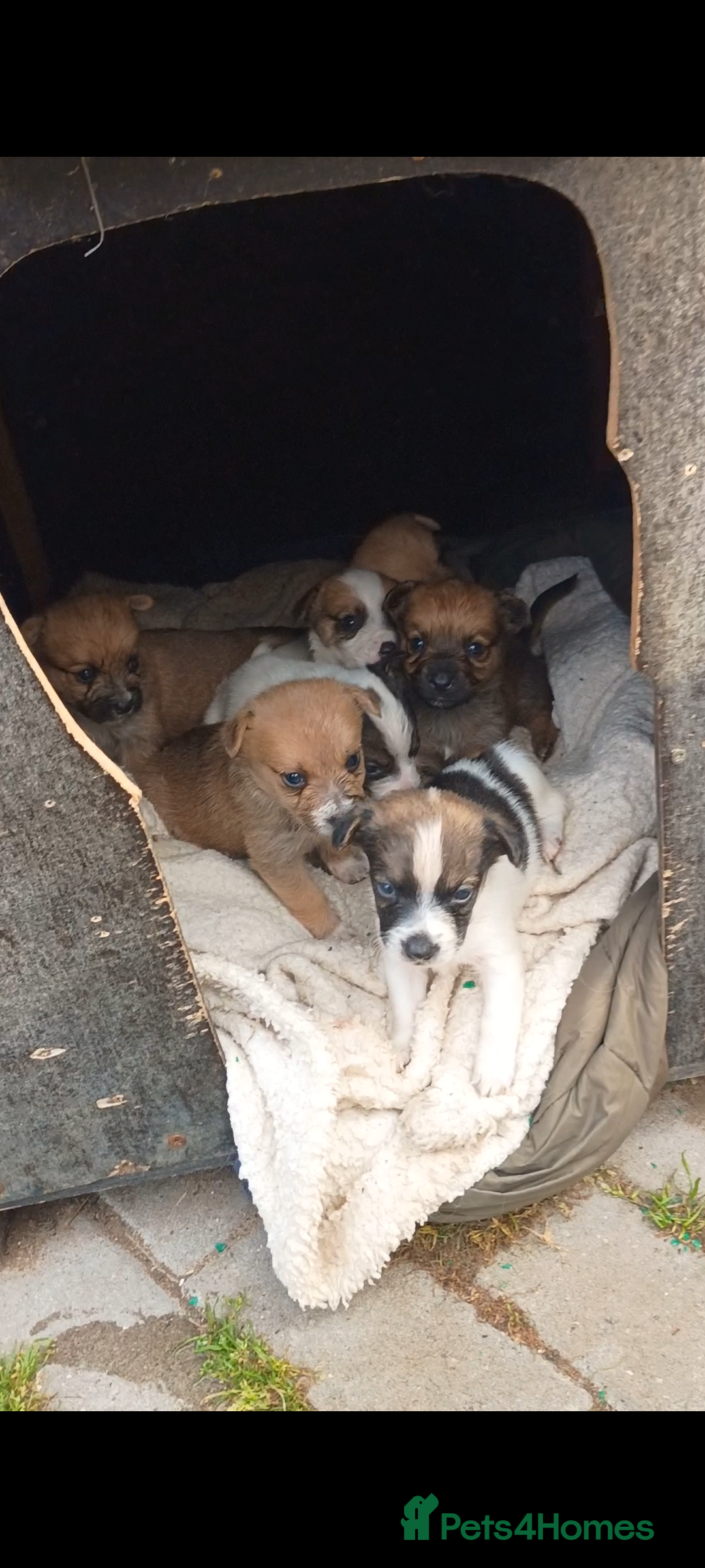 Mixed Breed dogs for sale: Cute puppies  - Image 8