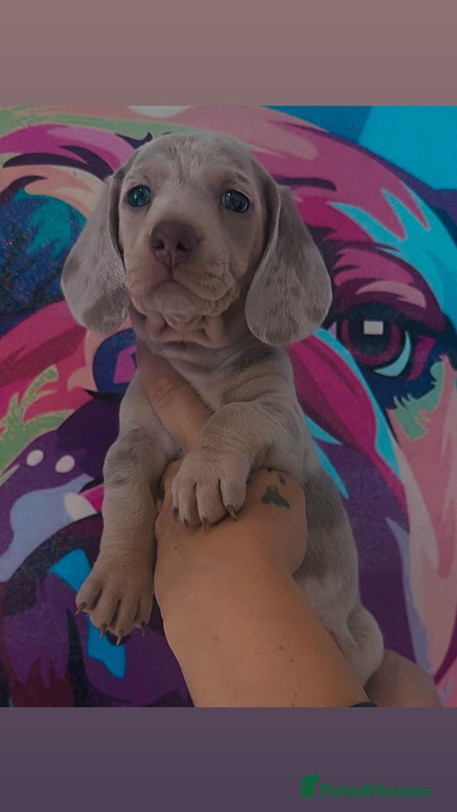 Miniature Dachshund dogs ⭐️🦋⭐️EXCEPTIONAL QUALITY ⭐️🦋⭐️ - Advert 1