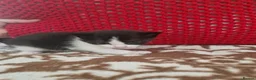 Mixed Breed cats for sale: Kitten  in Bracknell - Advert 3
