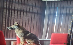 Mixed Breed dogs for sale: Jenson - Advert 1