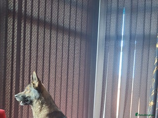 Mixed Breed dogs Jenson - Advert 3