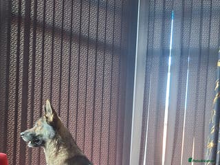 Mixed Breed dogs Jenson - Advert 20