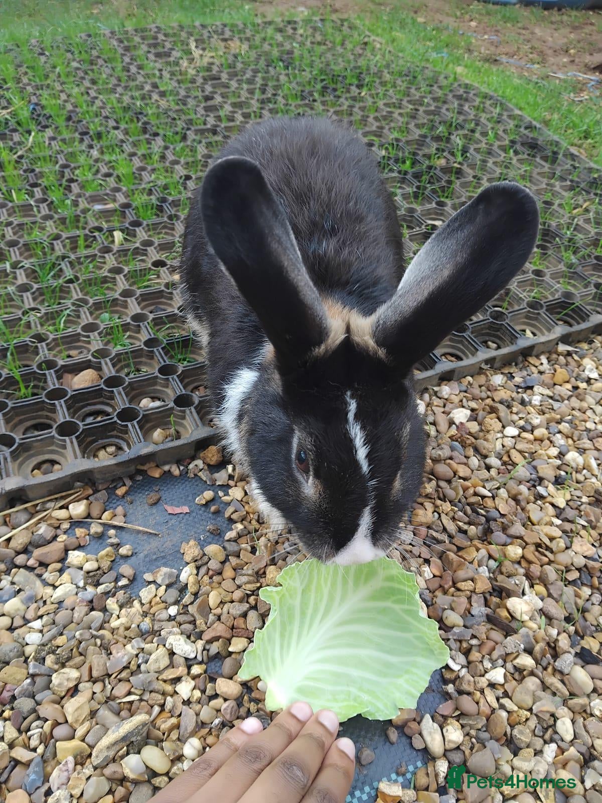 Dutch rabbits Dutch  - Advert 1
