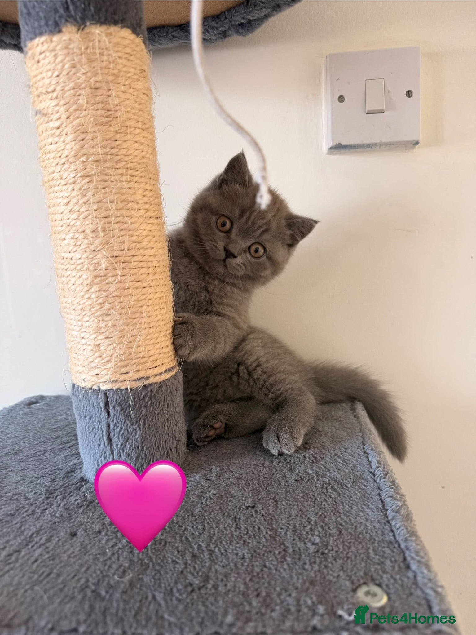 British Shorthair cats Fluffy British Shorthair kittens - Advert 2