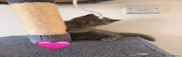 British Shorthair cats for sale: Fluffy British Shorthair kittens in Scunthorpe - Advert 2
