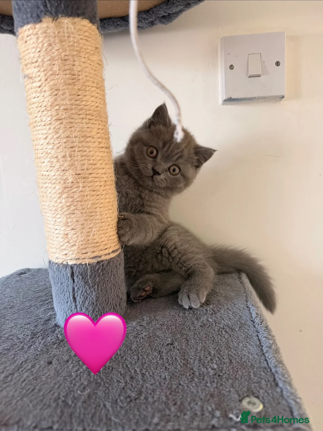 British Shorthair cats for sale: Fluffy British Shorthair kittens in Scunthorpe - Advert 2