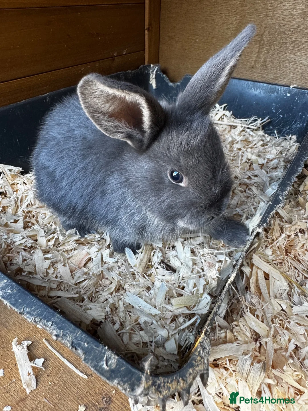 Mixed Breed rabbits for sale: Angora/Lop beautiful rabbits. Ready I a week - Advert 1