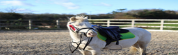 Welsh Section A horses for sale: 15 yr old registered sec a cremello in Tonypandy - Advert 10