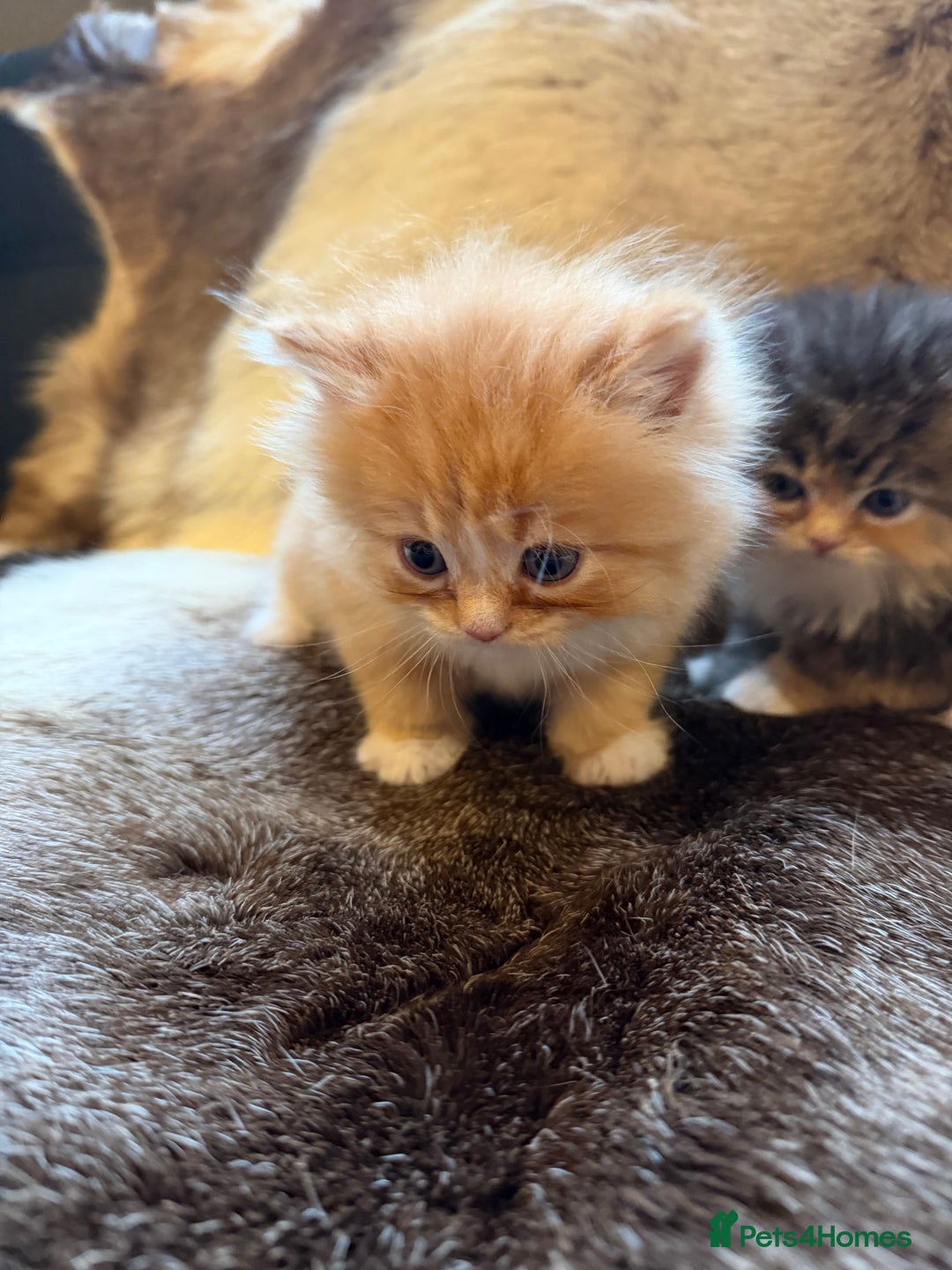 Persian cats for sale: 3 Beautiful Persian Ragdoll - Advert 11