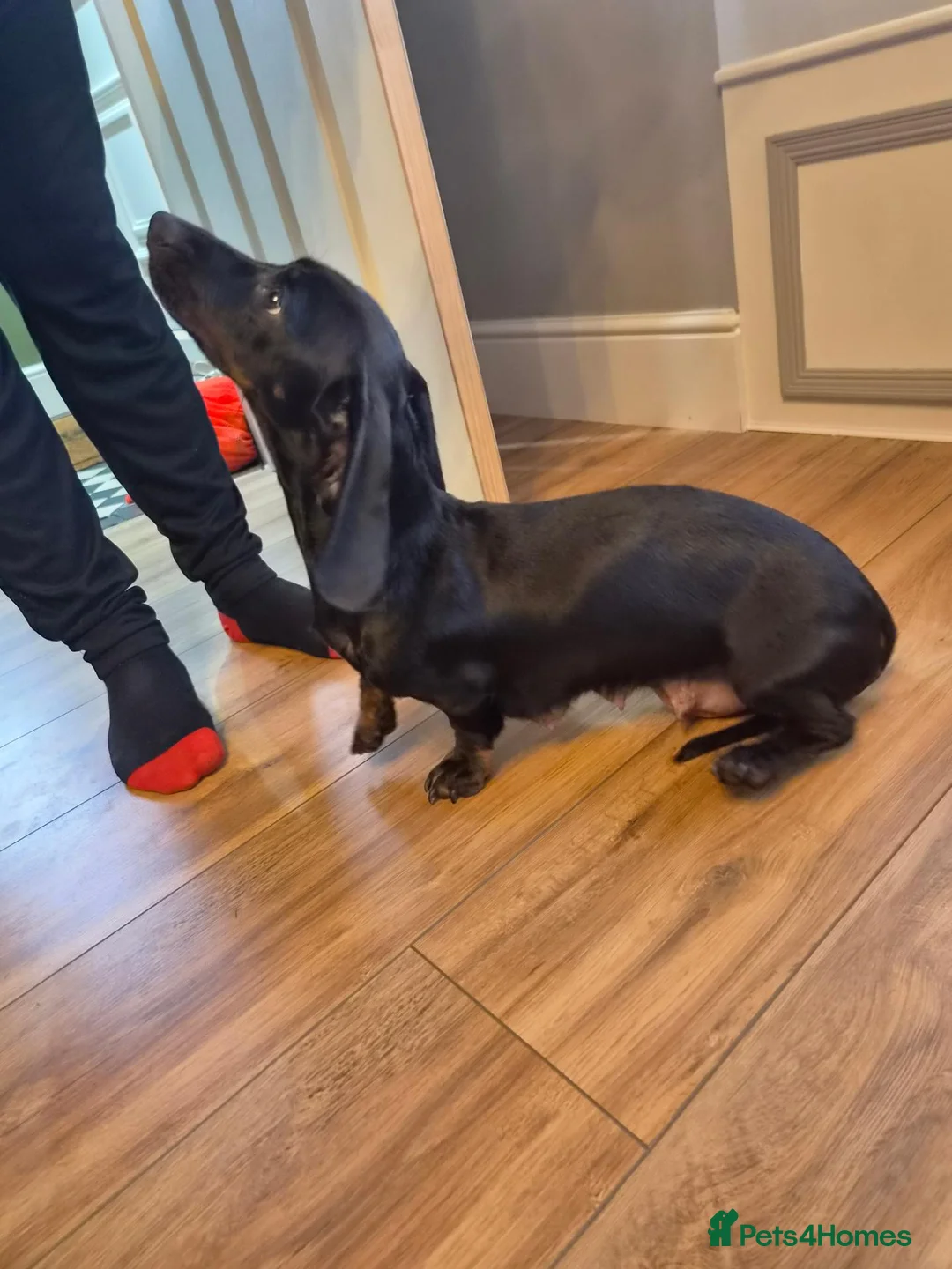 Miniature Dachshund dogs for sale: Male Miniature Dacshunds - Advert 2