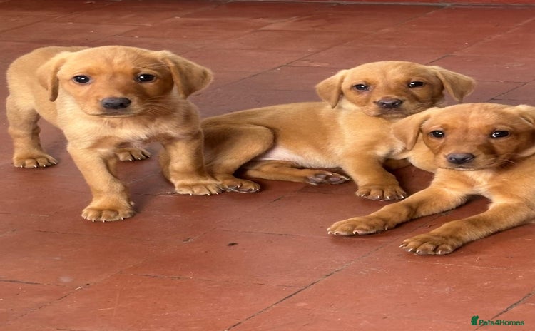 Labrador Retriever dogs - Advert 13
