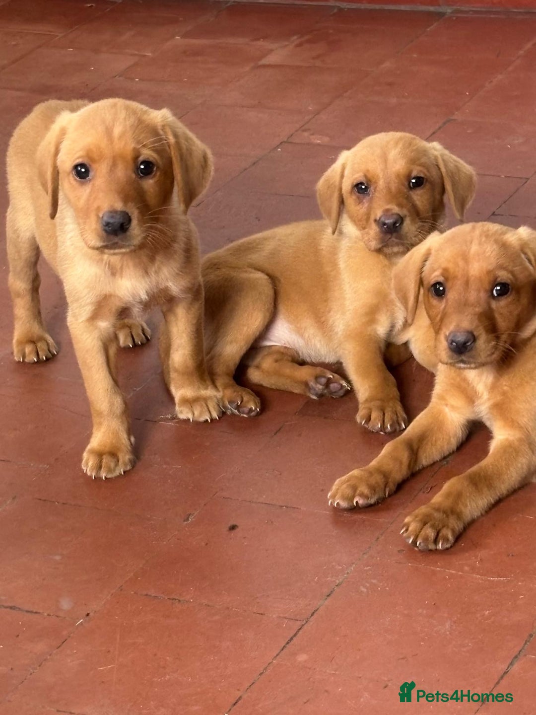 Labrador Retriever dogs for sale: KC FOX RED LABRADORS  - Image 1