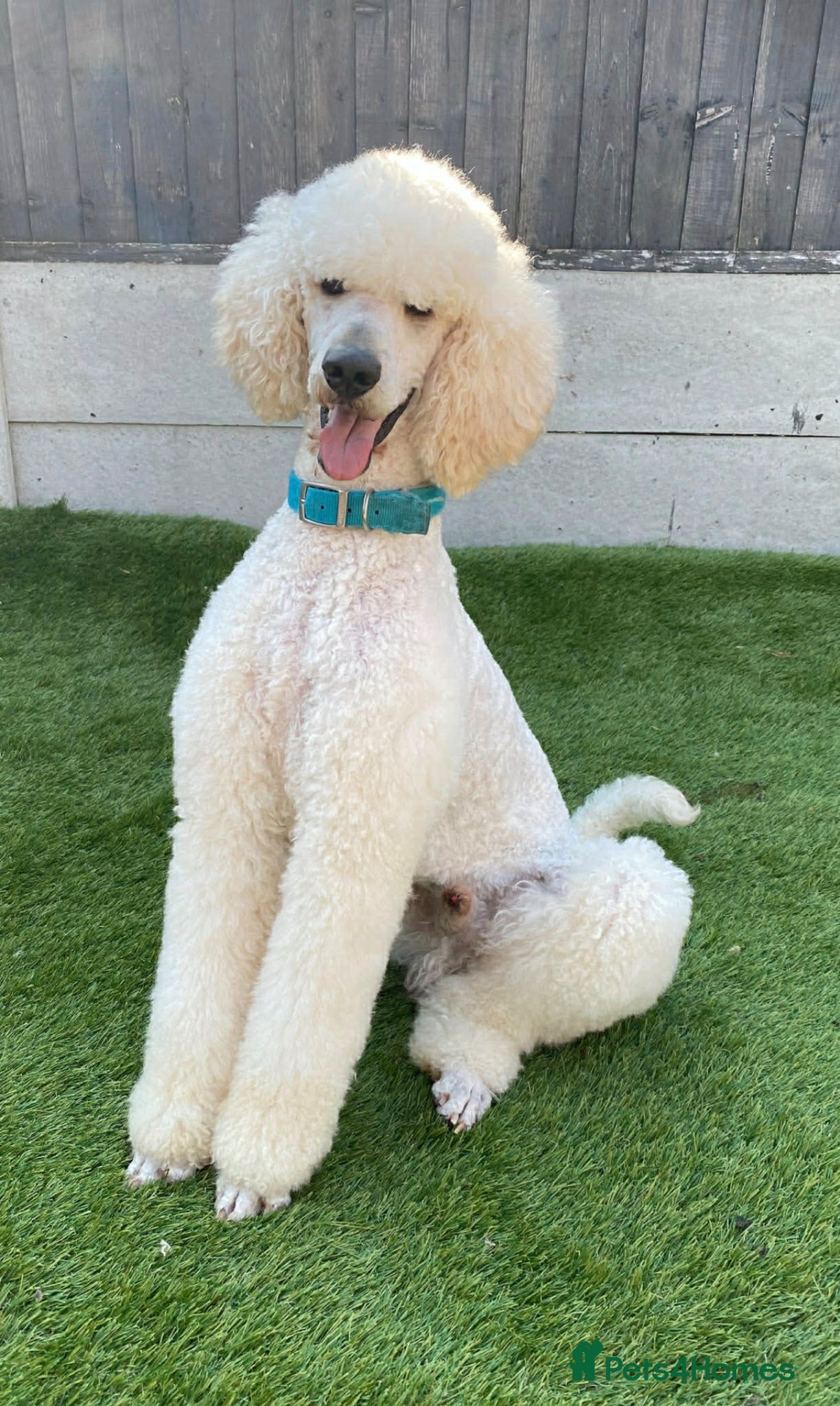Standard Poodle dogs For stud not sale stunning standard poodle  - Advert 1
