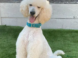 Standard Poodle dogs for stud: For stud not sale stunning standard poodle - Advert 1