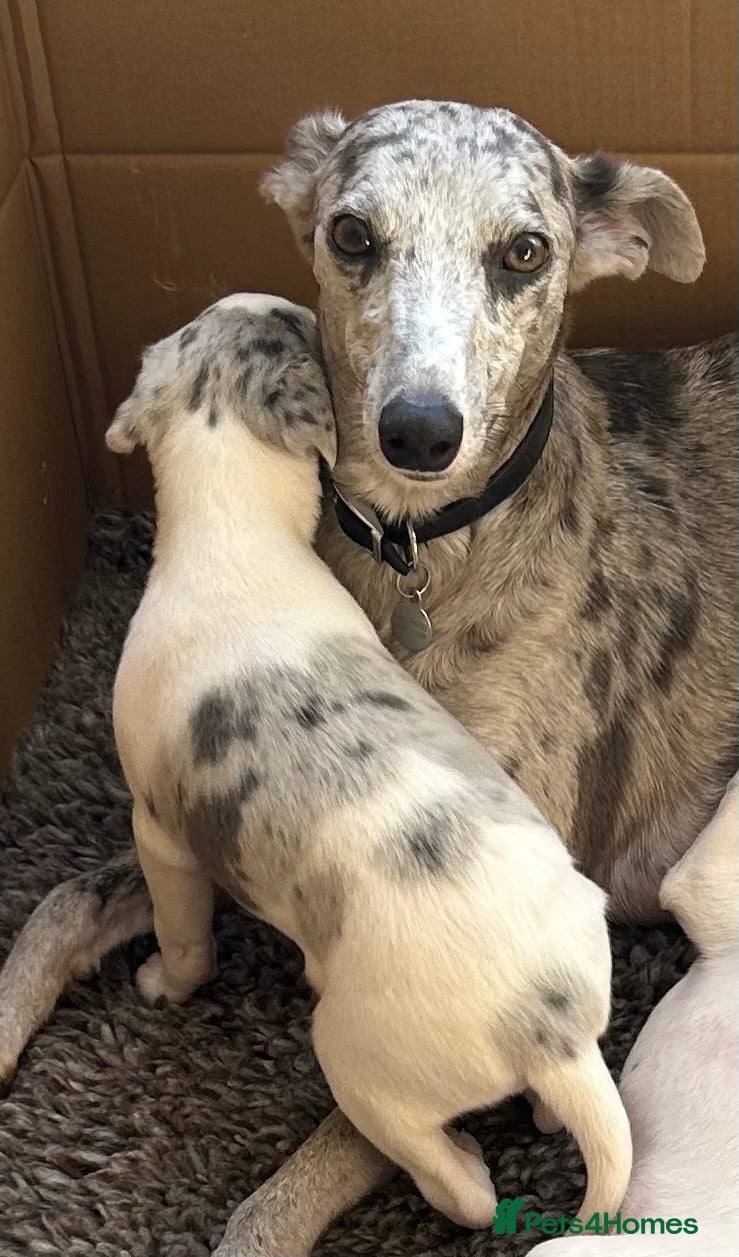 Whippet dogs Whippet lurcher pups - Advert 4