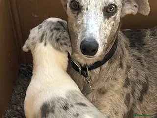 Whippet dogs Whippet lurcher pups - Advert 4